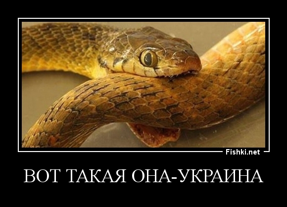 ВОТ ТАКАЯ ОНА-УКРАИНА