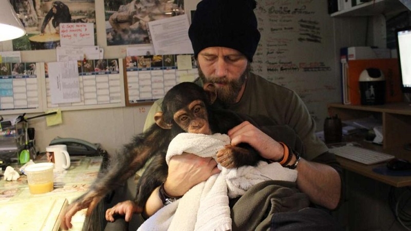 Детеныш шимпанзе растрогал врачей, которые делали операцию его маме