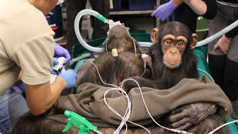 Детеныш шимпанзе растрогал врачей, которые делали операцию его маме