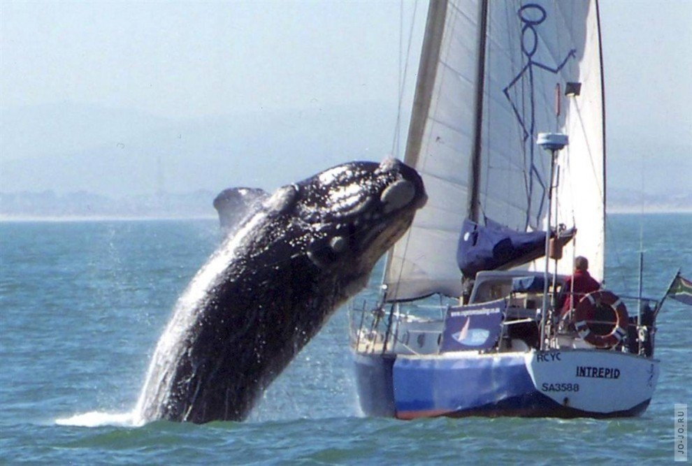 Факты про китов