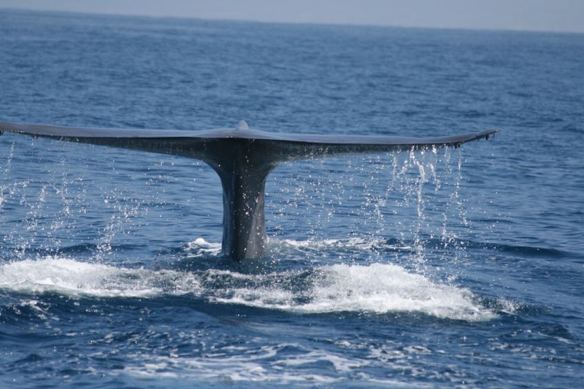 Факты про китов