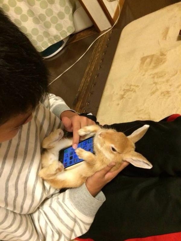 Удивительная Азия: смартфоны в живых кроликах