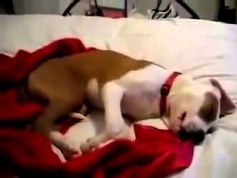 Собака во сне угорает от смеха  