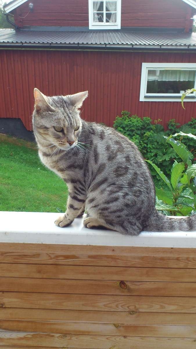 Шведские коты соревнуются за право стать лучшим котом Люсии