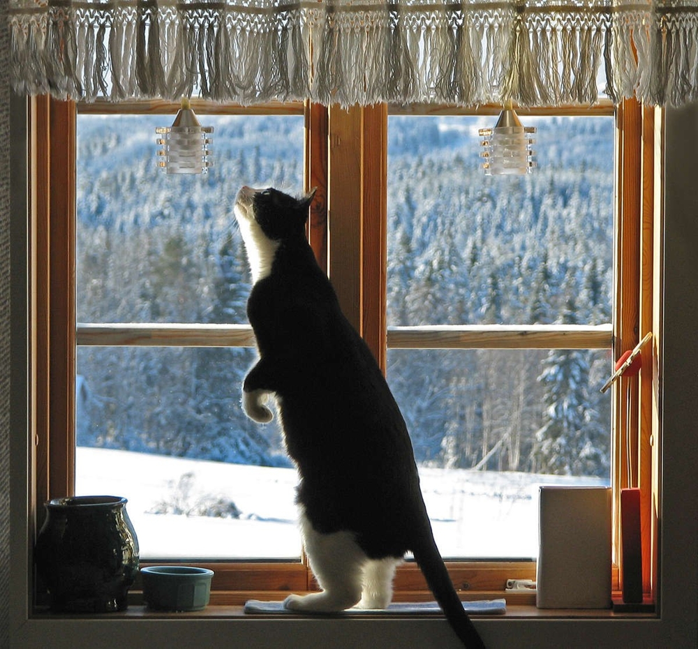Шведские коты соревнуются за право стать лучшим котом Люсии