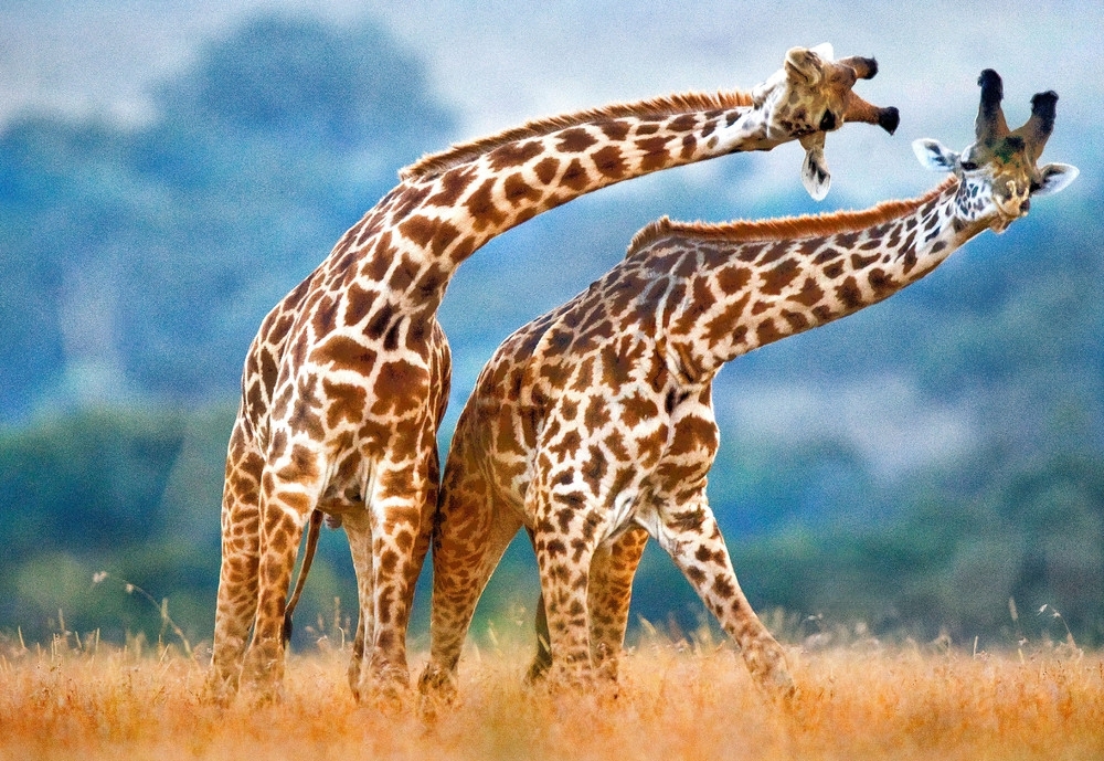 Забавные жирафы