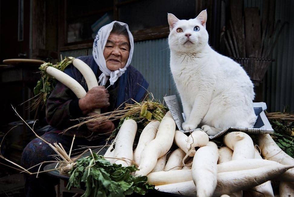 Самые известные коты интернета 