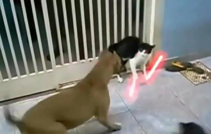 Кошка Против Собак - Звездные Войны 7 ) Cats & Dogs - Star Wars 7 ) Зоряні Війни 7 