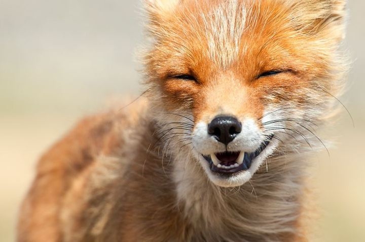 Потрясающие фотографии диких лис