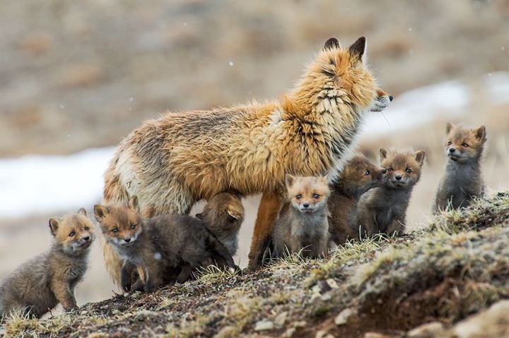 Потрясающие фотографии диких лис