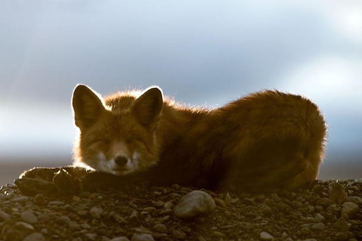 Потрясающие фотографии диких лис