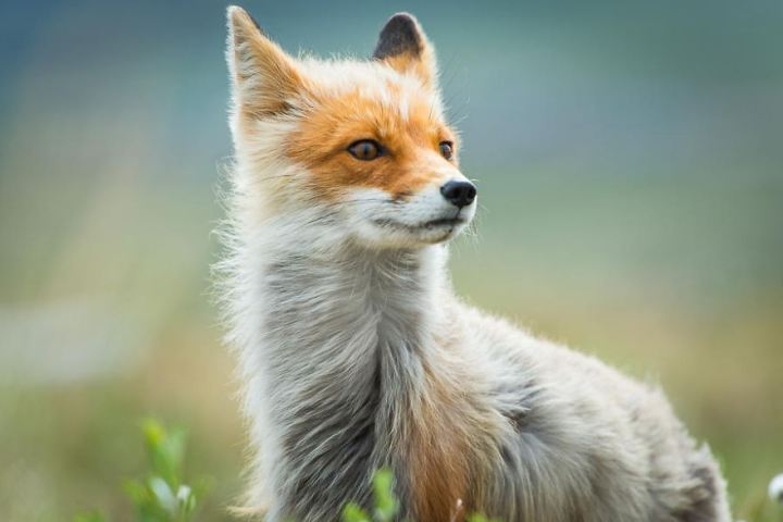 Потрясающие фотографии диких лис