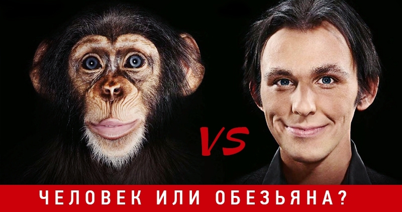 Человек или обезьяна. Кто умнее? « Эксперимент столетия »