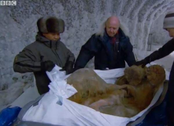 Поразительная находка «Найден мамонт в Сибири»