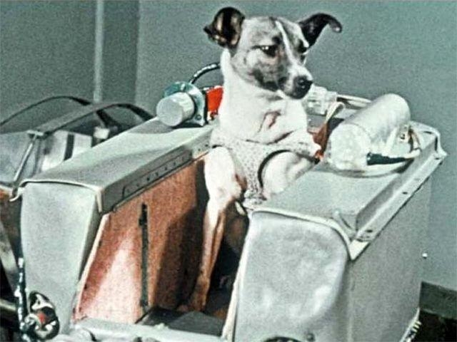 Полёт первой собаки в космос: как всё было