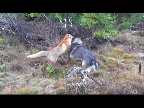 A Wild Fox And A Dog Met In The Woods...Next Is Going To Melt Your Heart 