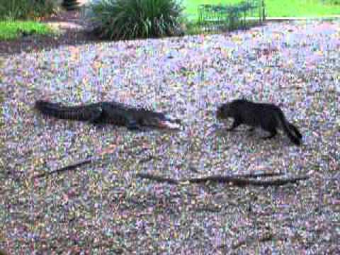 Alligator Vs. Housecat 