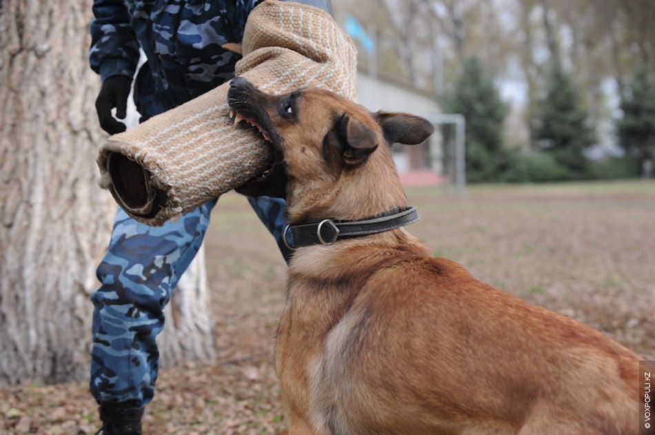 Один день из жизни служебной собаки