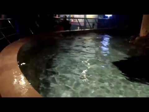 В Питерском океанариуме Электрический скат напугал детей 
