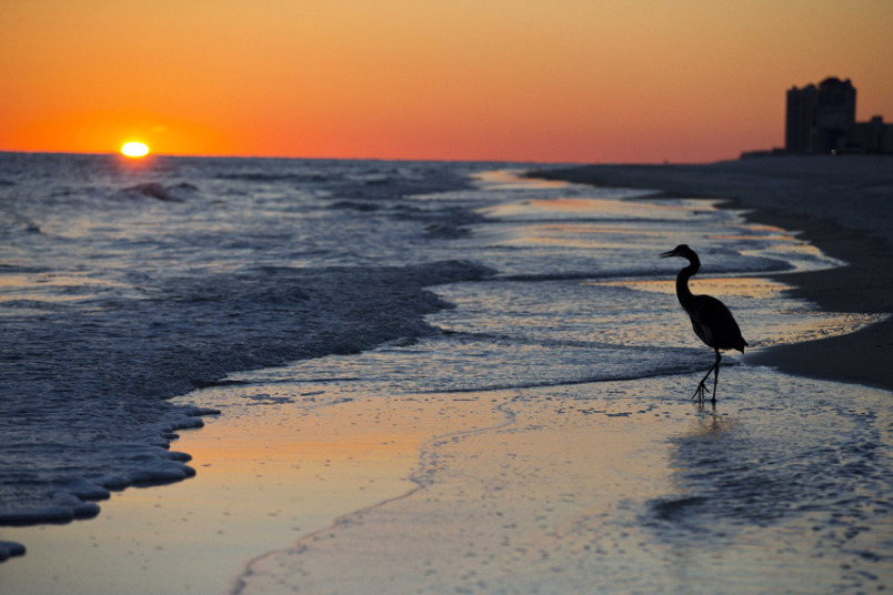Цапля прогуливается по пляжу Орандж-Бич, штат Алабама.
