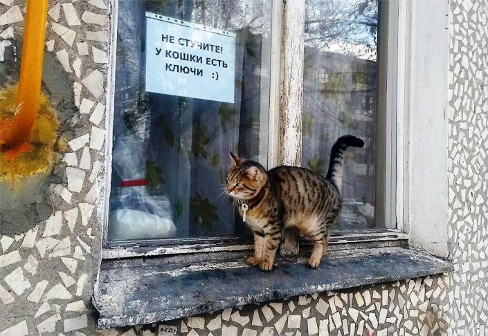 Котообъявления