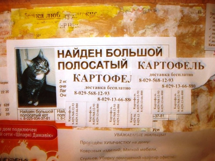 Котообъявления