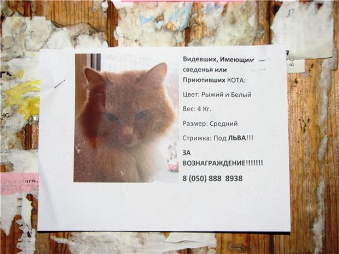 Котообъявления