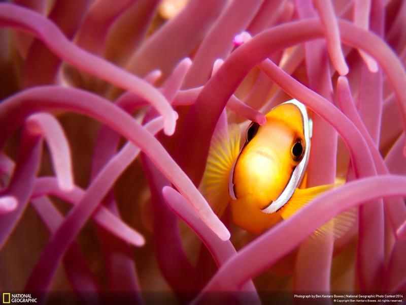 Удивительные фотографии, сделанные для конкурса National Geographic 