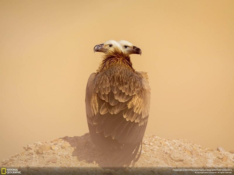 Удивительные фотографии, сделанные для конкурса National Geographic 