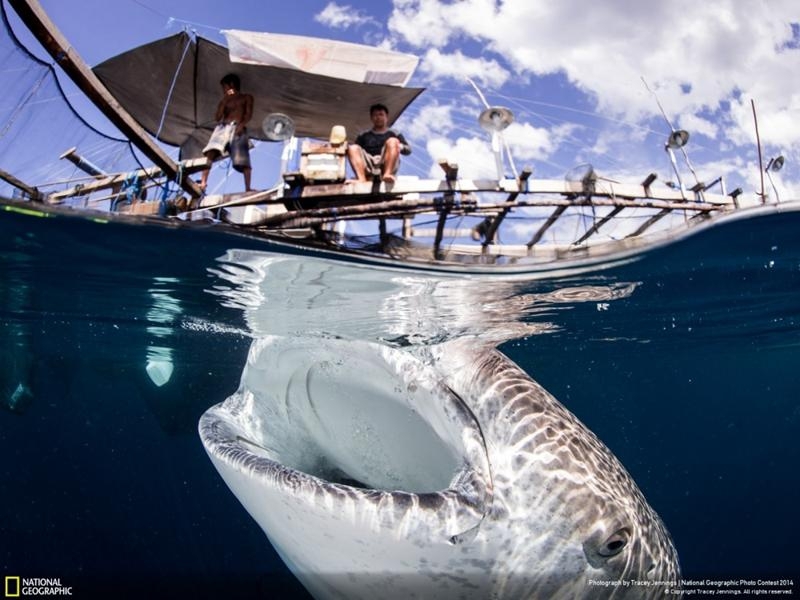 Удивительные фотографии, сделанные для конкурса National Geographic 