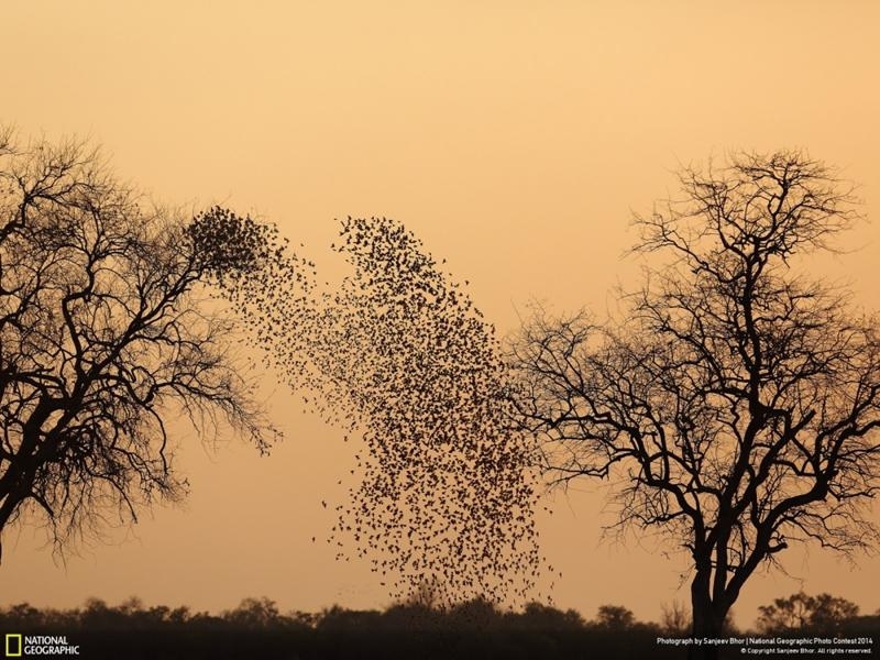 Удивительные фотографии, сделанные для конкурса National Geographic 