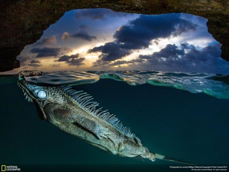 Удивительные фотографии, сделанные для конкурса National Geographic 