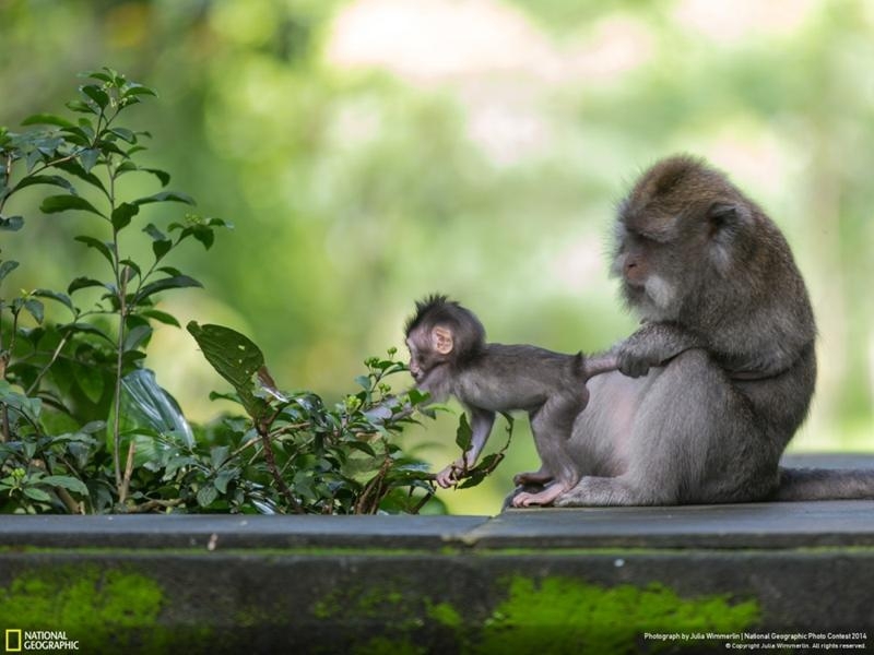 Удивительные фотографии, сделанные для конкурса National Geographic 