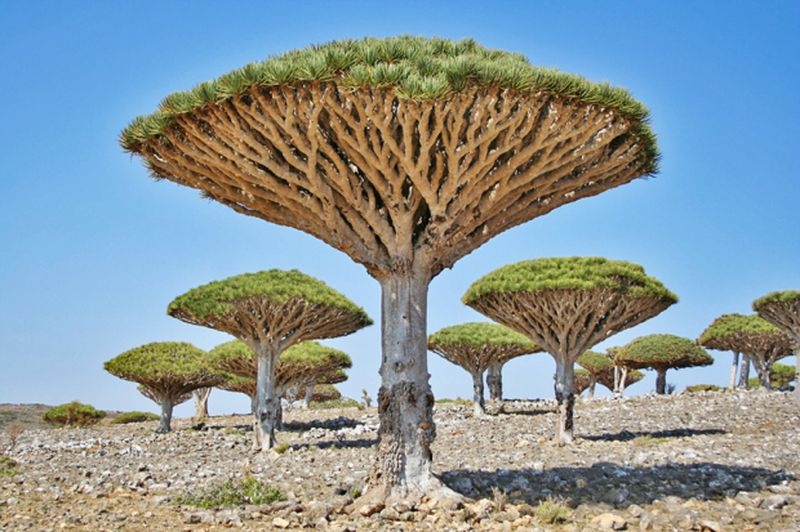 Драконовые деревья, Сокотра, Йемен.