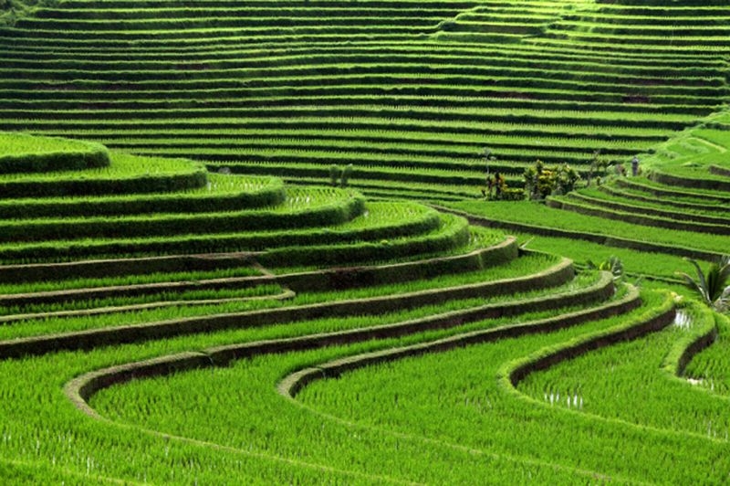 Рисовые террасы, Бали, Индонезия.