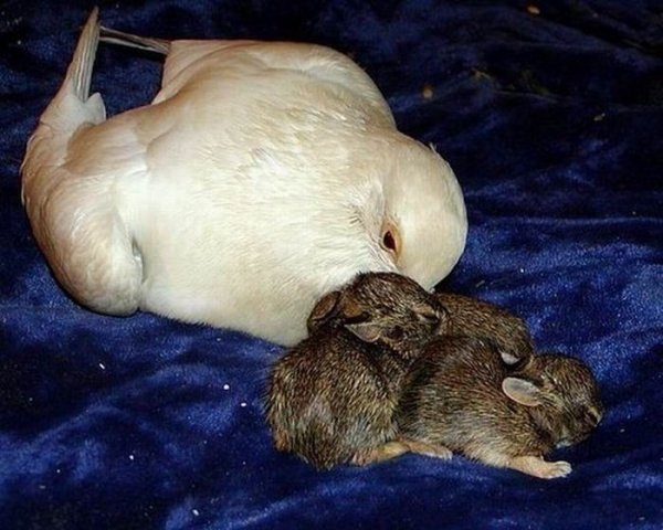 Необычная мама для кроликов  
