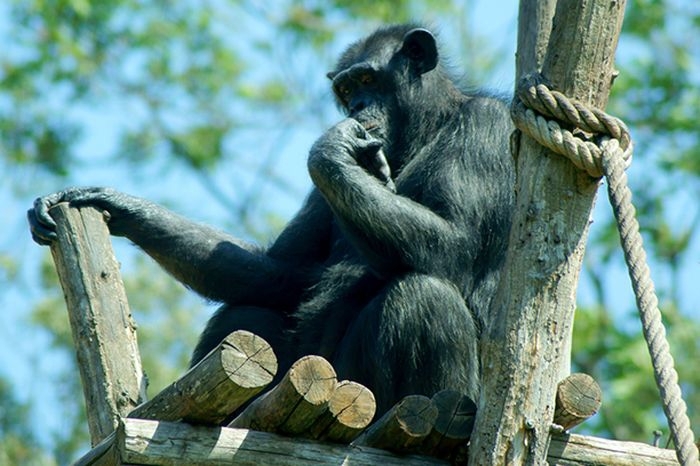 Как шимпанзе