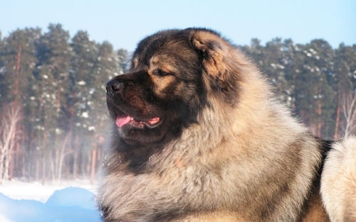 Знаменитые породы собак, выведенные в России
