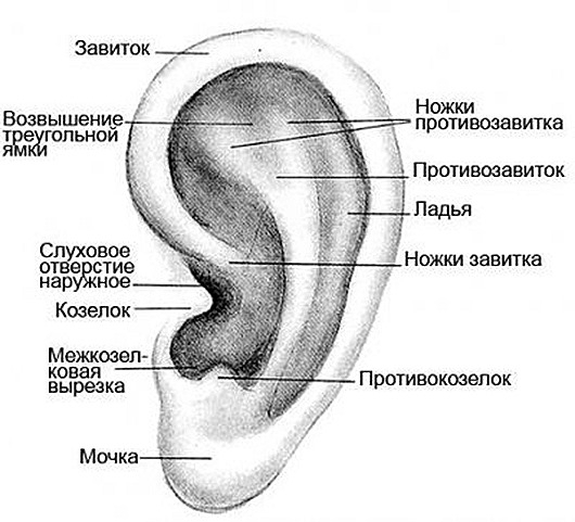 О чем могут рассказать наши уши