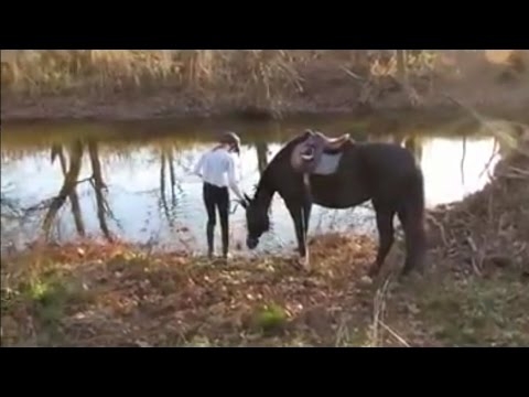 Конь боялся воды, пока не залез в речку 