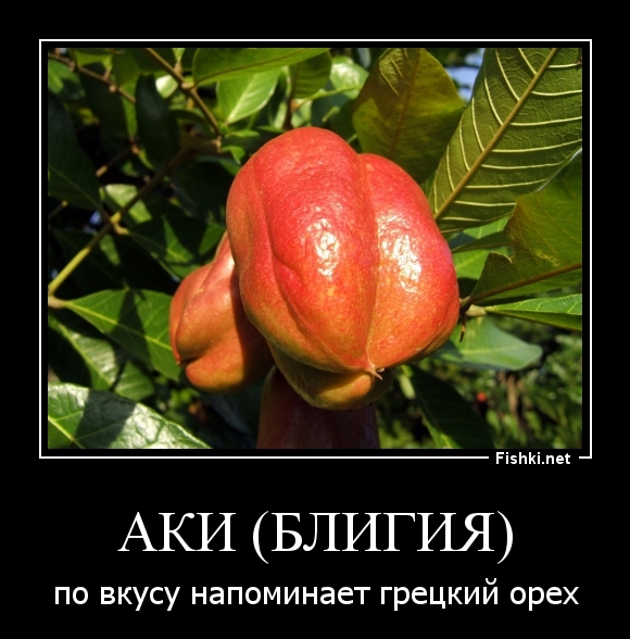 Аки (Блигия)