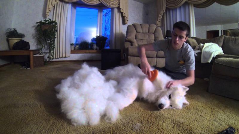 Brushing my Samoyed Sam 