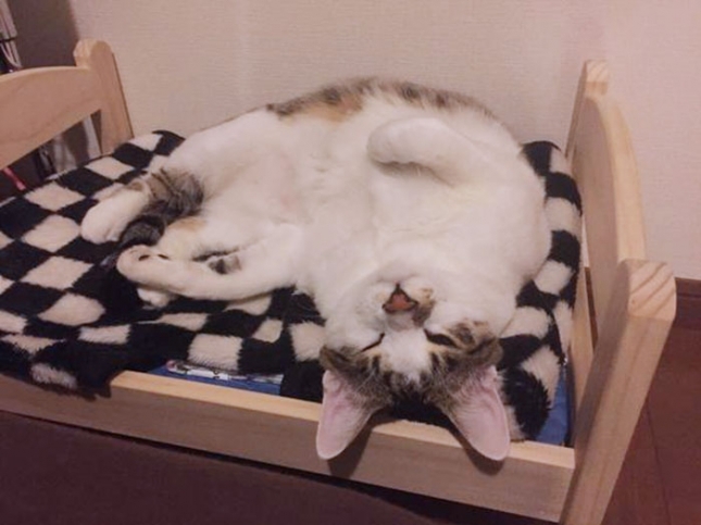 Кровати для кошек — изобретение японских любителей мебели IKEA