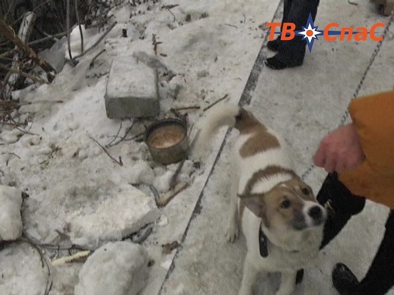 Спасли собаку, которую строитель-кореец откармливал на новогодний стол