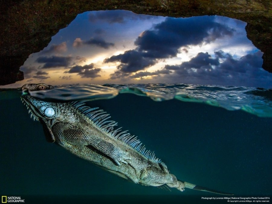 Самые яркие фото National Geographic 2014 