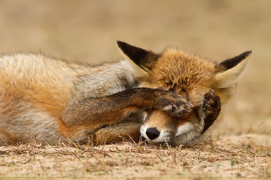 Fox-релакс