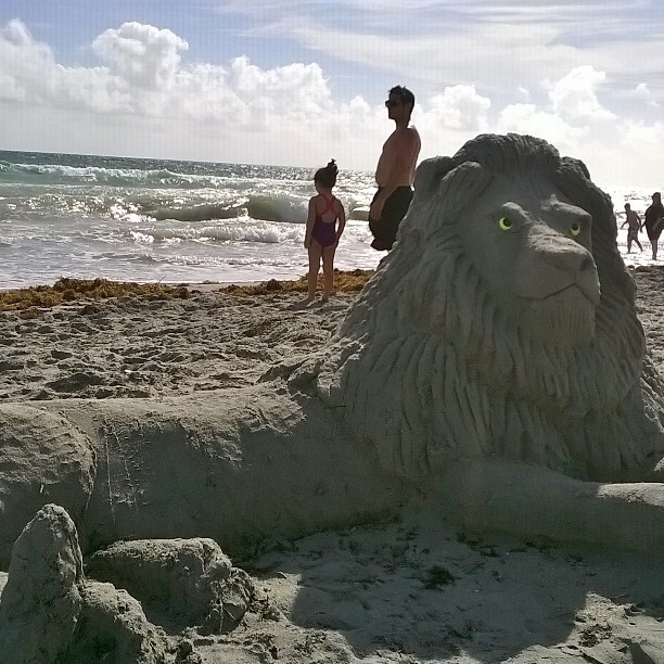 Лев на пляже