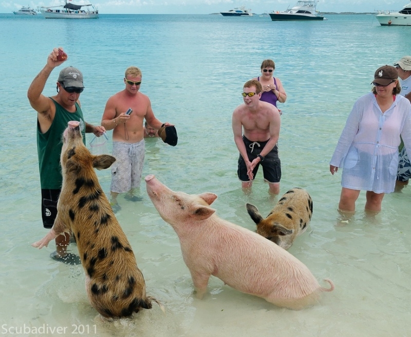 Водоплавающие свиньи Big Major Cay Багамы