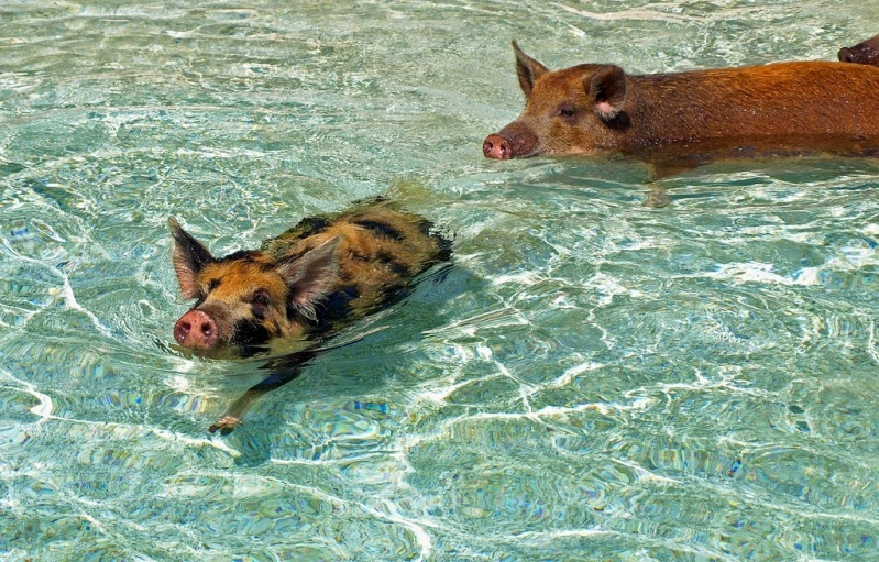 Водоплавающие свиньи Big Major Cay Багамы