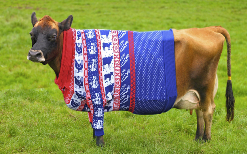 Корова в свитере
